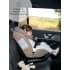 Автокресло детское AMAROBABY Brilliant ISOFIX класс D, группа 0+/1/2/3, (бежевый)